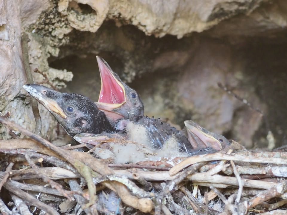 Escalade autour de Sarlat en Périgord Noir